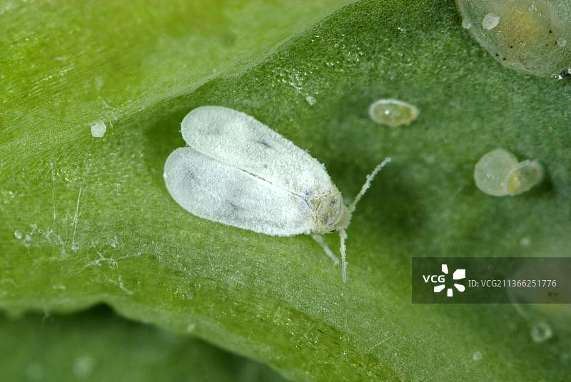 甘蓝粉虱，甘蓝粉虱，甘蓝粉虱，粉虱，粉虱，其他动物，昆虫，动物，蚜虫，成年甘蓝粉虱图片素材