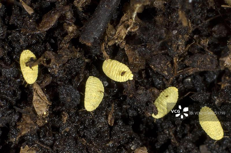 寄生在新西兰树根部的金色根粉蚧图片素材