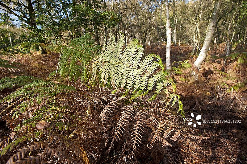 欧洲英国柴郡奥尔顿林地栖息地的欧洲蕨（欧洲蕨）叶图片素材