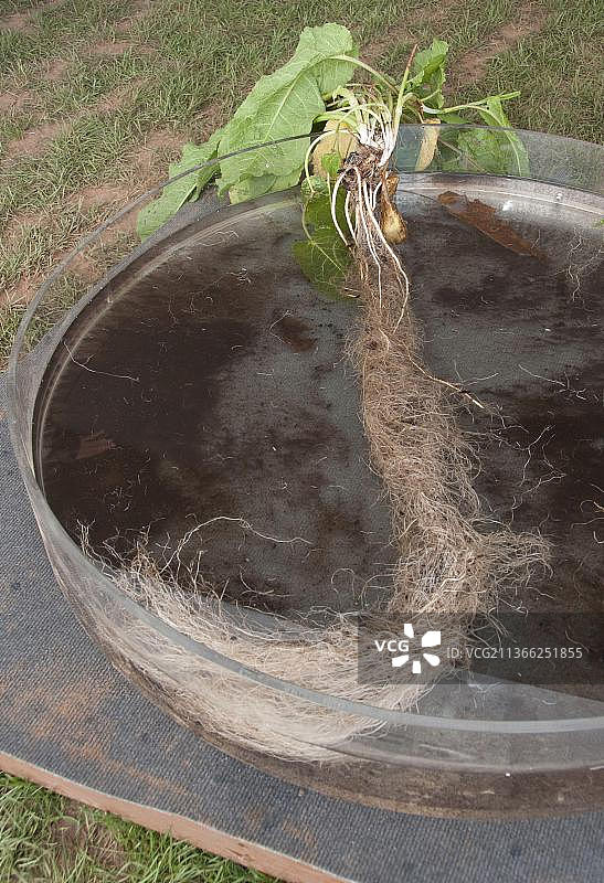 阔叶酸模的根系，英国图片素材
