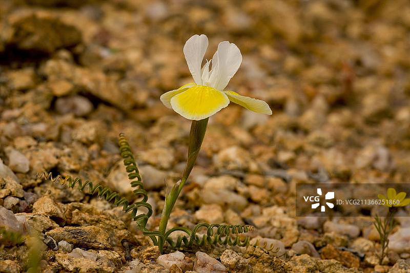 螺旋叶矮鸢尾花，纳米夸兰，南非图片素材