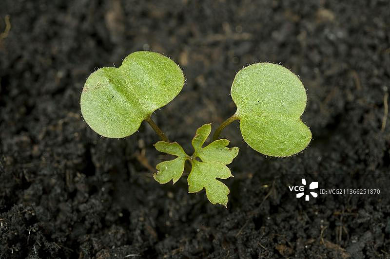 天竺葵一种草本天竺葵(天竺葵天竺葵属)的幼苗，一年生植物，生长在荒地上，有子叶和第一片真正的叶子图片素材