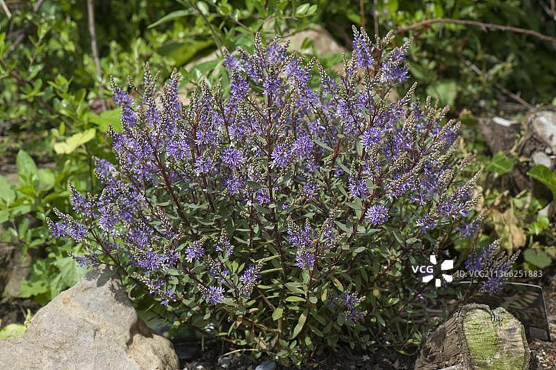 岩石花园上的卡利多尼亚灌木图片素材