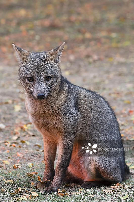 南美巴西潘塔纳尔的食蟹狐图片素材