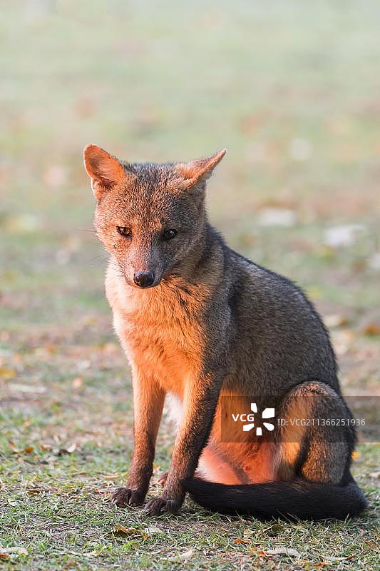 南美巴西潘塔纳尔的食蟹狐图片素材