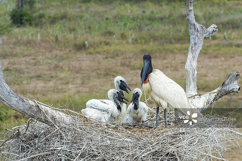 巨嘴鸟在巴西马托格罗索湿地的巢中与雏鸟图片素材