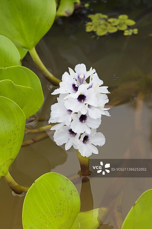 凤眼蓝，巴西马托格罗索潘塔纳尔图片素材
