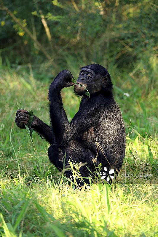 倭黑猩猩（Pan Paniscus），成年倭黑猩猩正在进食图片素材