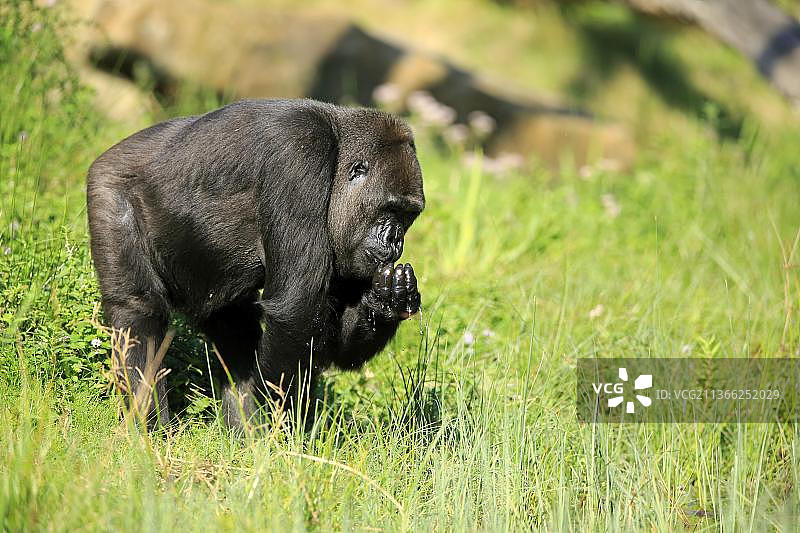 西部低地大猩猩成年雄性饮水图片素材