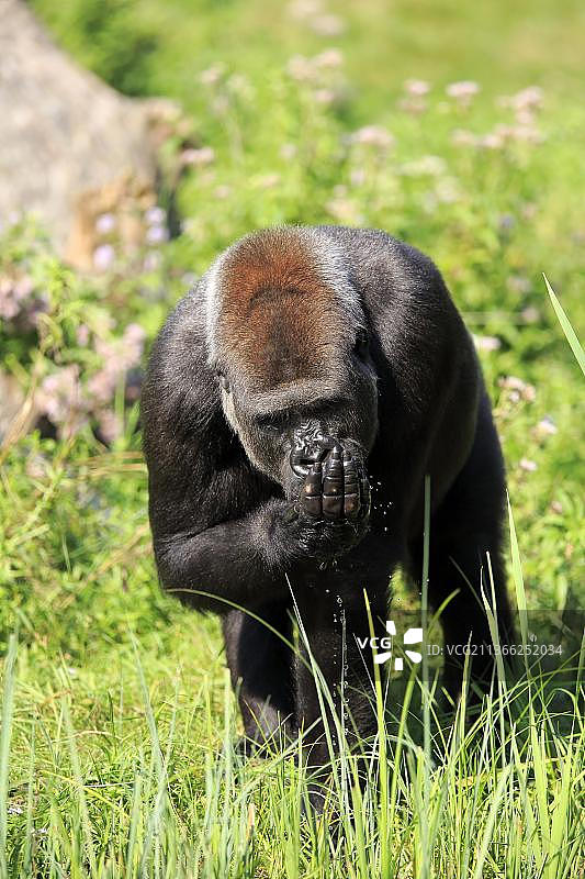 西部低地大猩猩成年雄性饮水图片素材