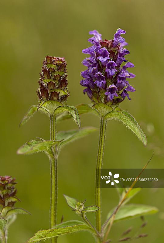 开花的夏枯草，多塞特，英格兰，英国，欧洲图片素材