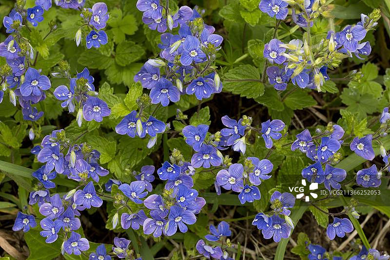 婆婆纳（Veronica chamaedrys）开花，生长在边缘，德文郡，英格兰，英国，欧洲图片素材