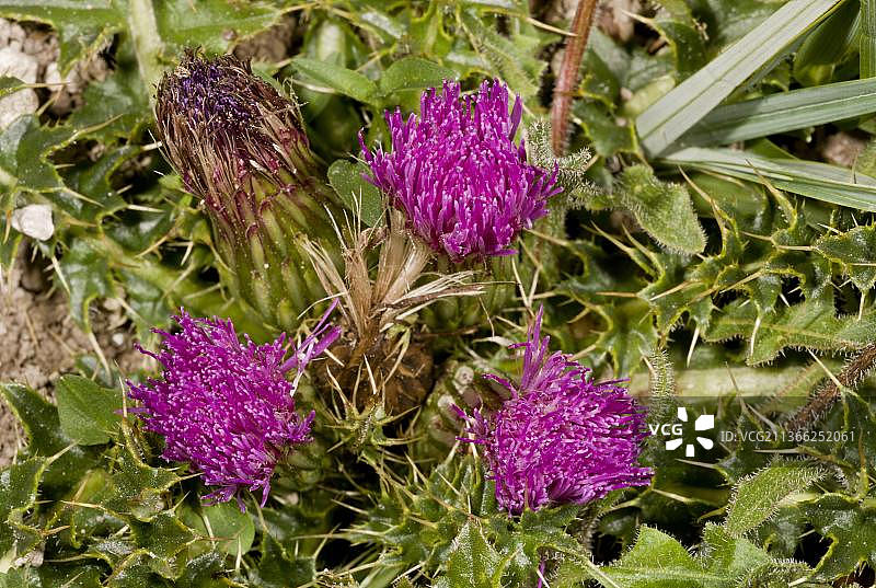 生长在白垩丘陵上的矮蓟图片素材