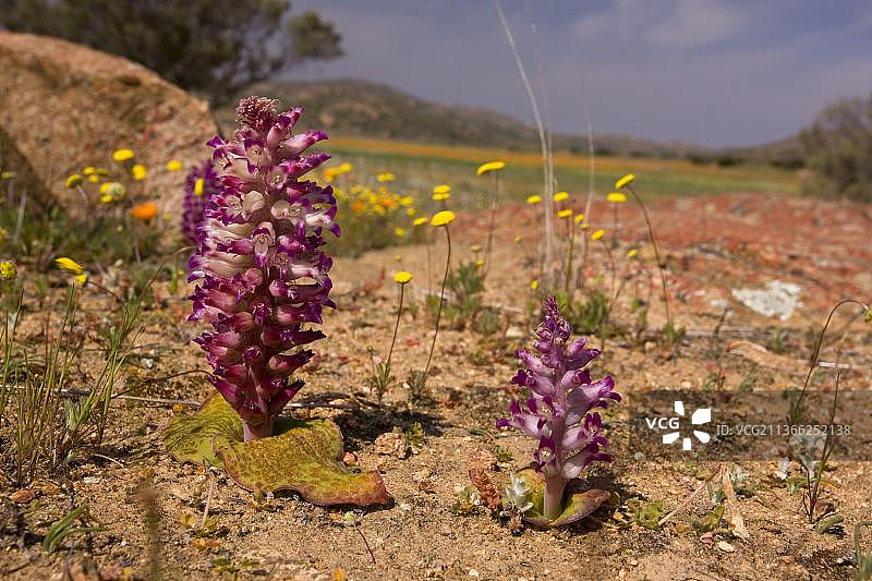 非洲南非卡米斯山脉的多肉叶笑声草图片素材