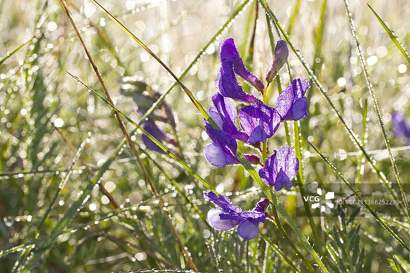 曙光时分生长在露水覆盖的草原上的假百脉根花图片素材