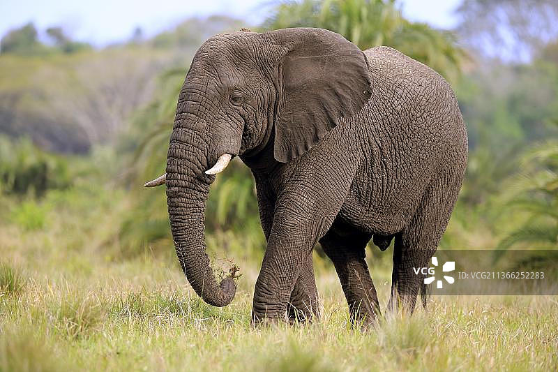成年非洲象在南非Hluhluwe Umfolozi国家公园觅食图片素材