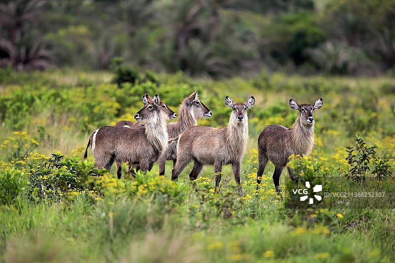 非洲南非夸祖鲁-纳塔尔省伊西曼加利索湿地公园中的普通椭圆水羚成年雌性群体图片素材