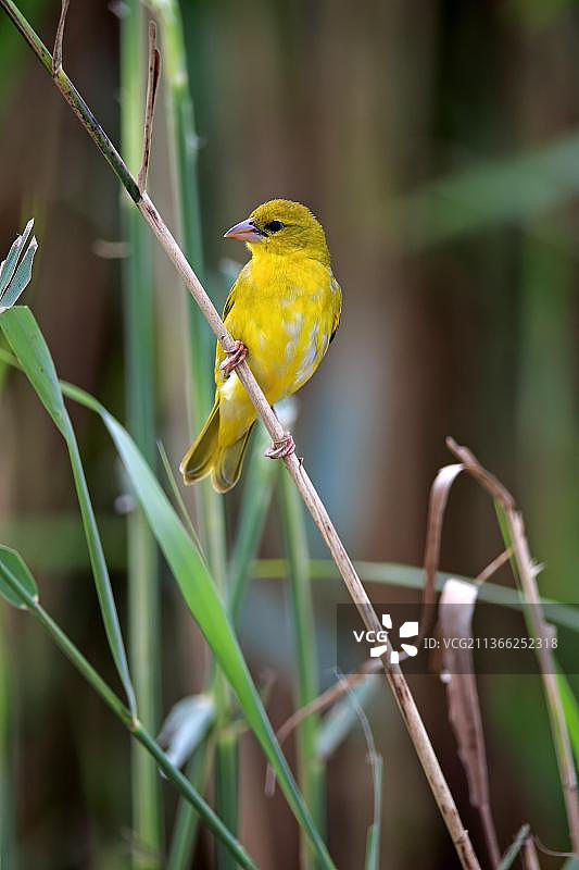 黄腹织布鸟，成年雌性，圣卢西亚河口，伊西曼加利索湿地公园，夸祖鲁-纳塔尔，东部金黄织布鸟（Ploceus subaureus）图片素材