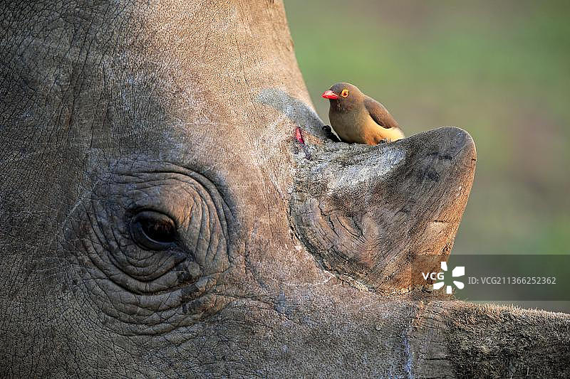 红嘴牛椋鸟在白犀牛伤口上，南非图片素材