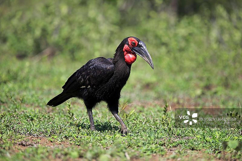 地犀鸟（Bucorvus leadbeateri），南非夸祖鲁-纳塔尔省图片素材
