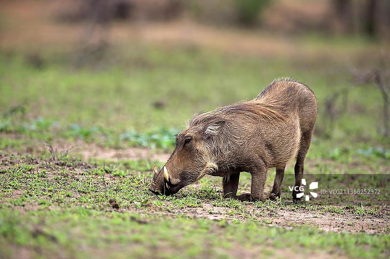 Hluhluwe-iMfolozi国家公园的疣猪图片素材
