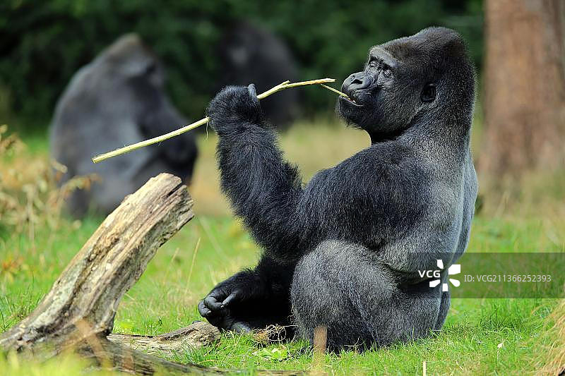 成年雄性西低地大猩猩图片素材