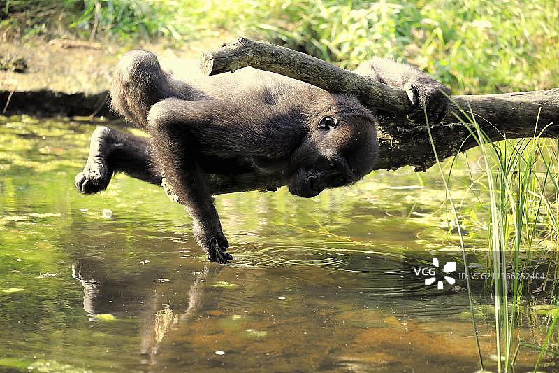 在水边喝水的成年西非低地大猩猩图片素材
