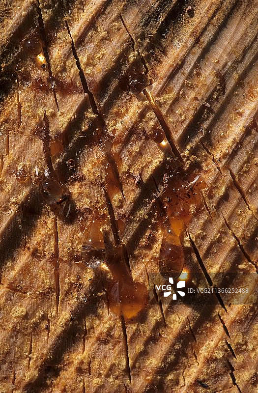 瑞典松树树脂图片素材