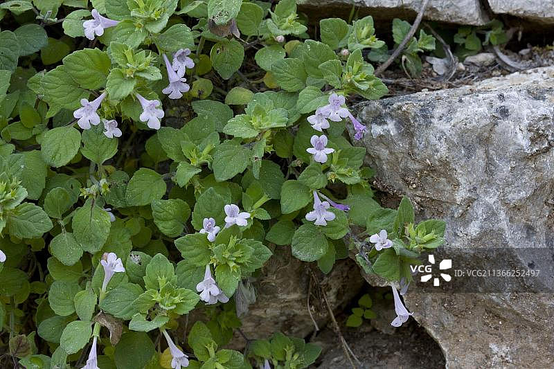 土耳其香薄荷图片素材