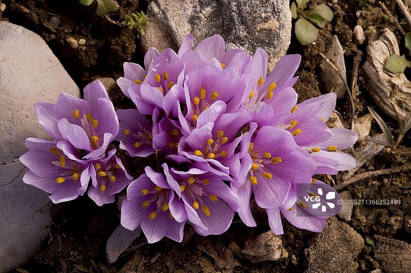 三叶秋水仙图片素材