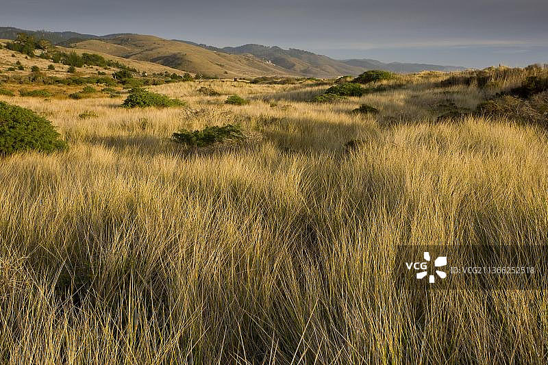 美国加利福尼亚州沙丘和芒草景观图片素材