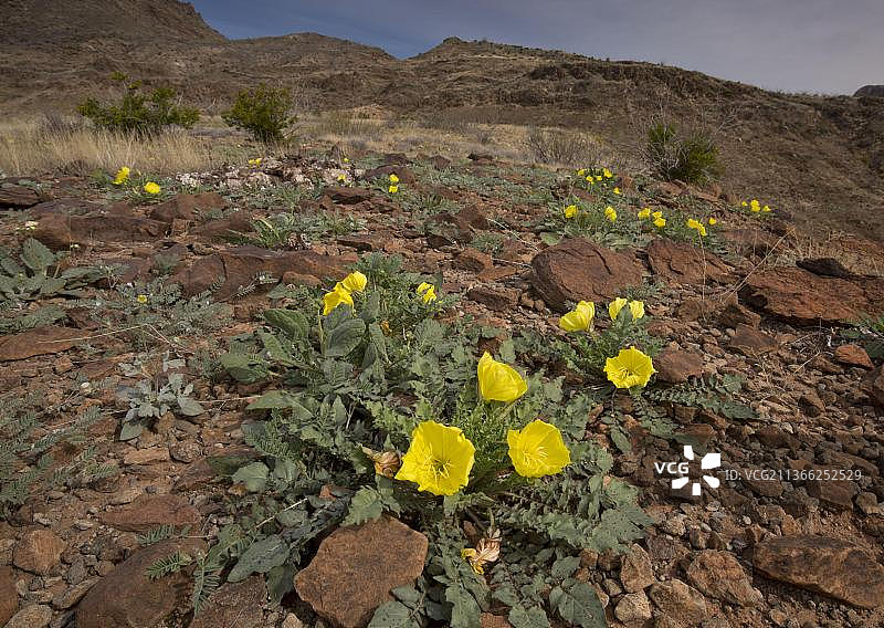 沙漠月见草，生长在德克萨斯州奇瓦瓦沙漠图片素材