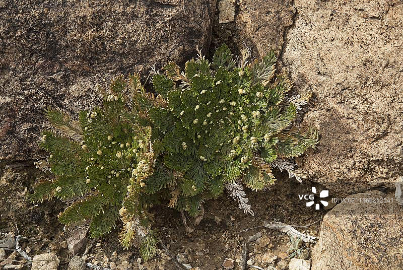 卷柏生长在沙漠岩石中，美国德克萨斯州大弯国家公园奇瓦瓦沙漠图片素材