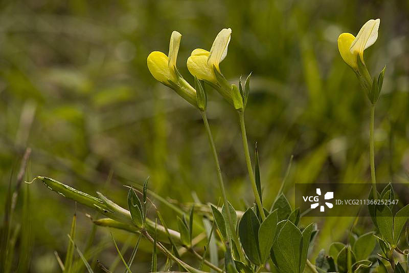 开花结果的龙牙豆，罗马尼亚，欧洲图片素材