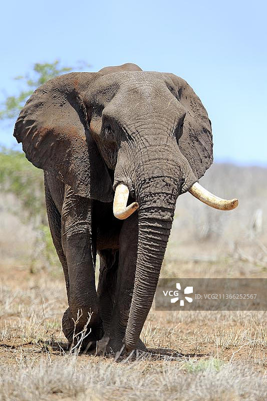 非洲雄象在南非克鲁格国家公园的萨比沙禁猎区觅食图片素材