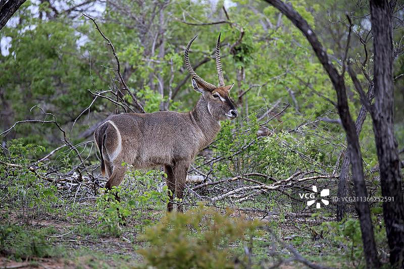 非洲南非克鲁格国家公园的普通水羚图片素材
