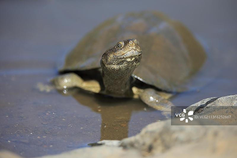 锯齿合页龟（Pelusios sinuatus），成年，克鲁格国家公园图片素材