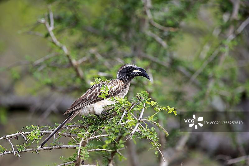 非洲克鲁格国家公园里的灰犀鸟图片素材