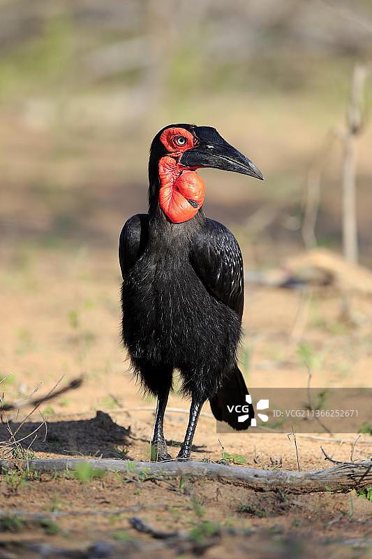 地犀鸟，克鲁格国家公园，南非，非洲图片素材