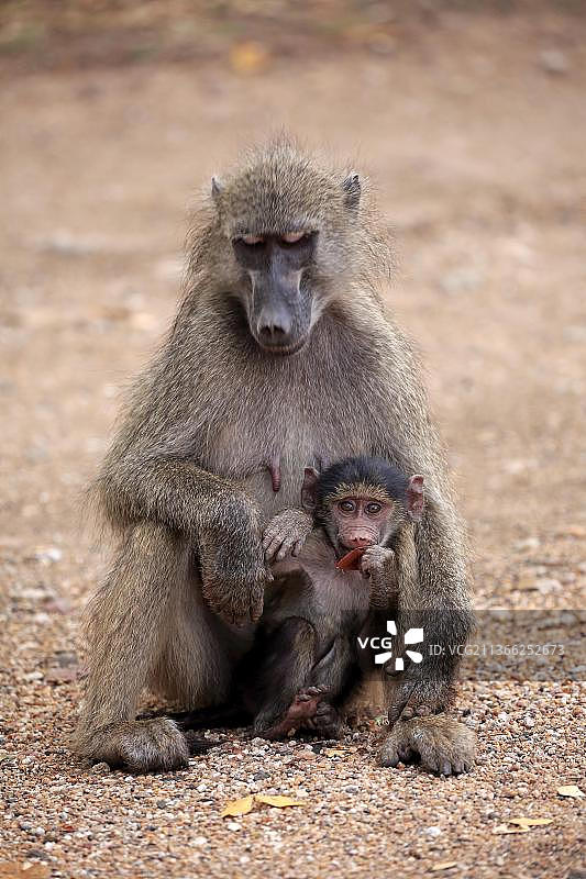 南非克鲁格国家公园的豚尾狒狒图片素材