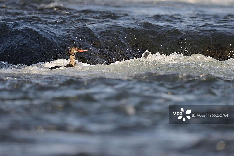 在冰岛米湖拉河急流中游泳的红胸秋沙鸭雄鸟图片素材
