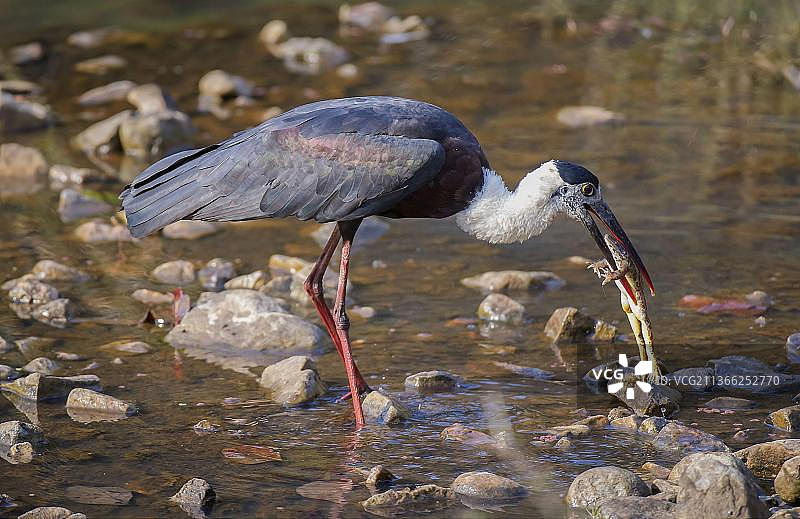 成年白颈鹳（Ciconia episcopus episcopus）嘴里叼着青蛙，站在浅水中——印度拉贾斯坦邦兰坦博尔国家公园图片素材