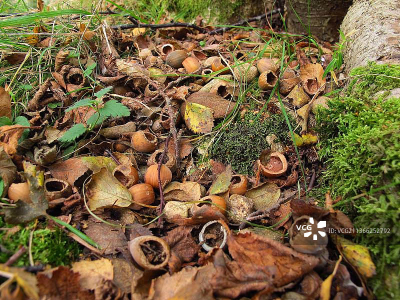 林鼠的食物储藏：榛子，英国苏格兰凯恩戈姆国家公园图片素材