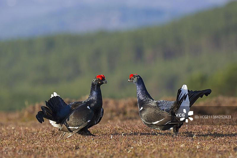 黑琴鸡：两只成年雄性在苏格兰高地沼泽的求偶场上争斗图片素材