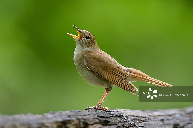 在匈牙利Hortobagy国家公园林地中站在木头上唱歌的普通夜莺图片素材