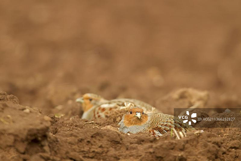 灰灰色的鹧鸪(Perdix Perdix)，成年的一对，在苏格兰边境的贝里克郡的田野里休息。苏格兰，英国，欧洲图片素材