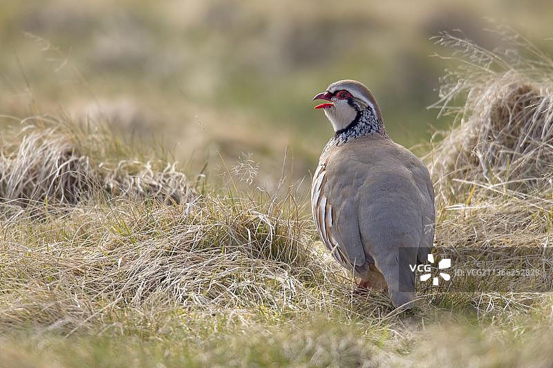 红腿鹧鸪，苏格兰伯威克郡兰默米尔山图片素材
