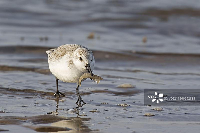 在英国诺福克海滩上行走的白腰鹬图片素材
