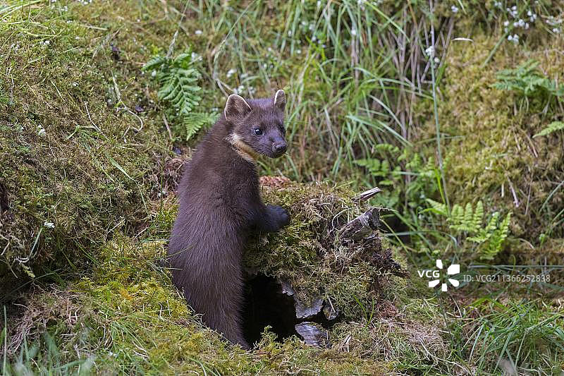 欧洲苏格兰高地珀斯郡：从苔藓覆盖的空心原木中钻出的成年松貂图片素材