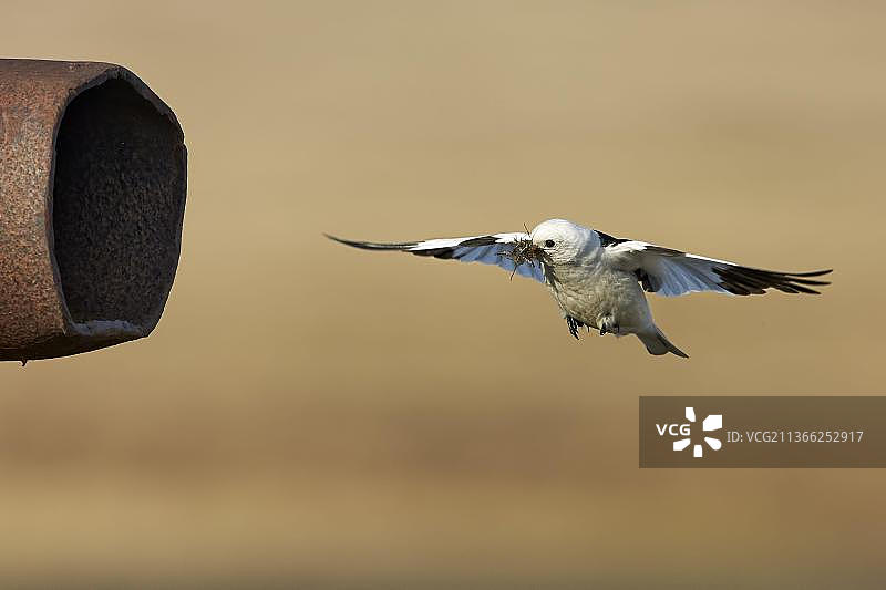 雪鹀飞行捕食特写图片素材